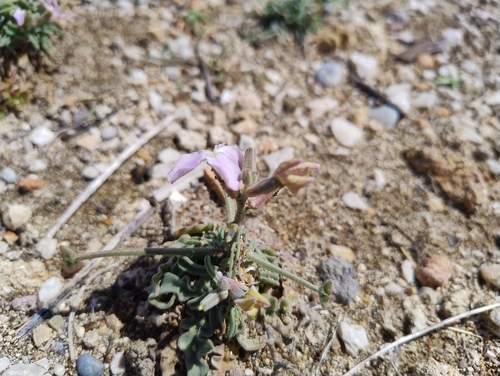 Matthiola longipetala, photograph 5