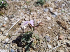 Matthiola longipetala, photograph (c) Eleftherios Katsillis, some rights reserved (CC BY)