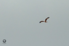 Milvus milvus milvus