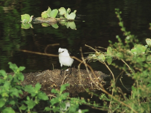 Black-backed Water-Tyrant