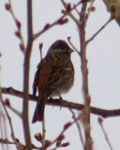 Pine Bunting (Emberiza leucocephalos), photo 6