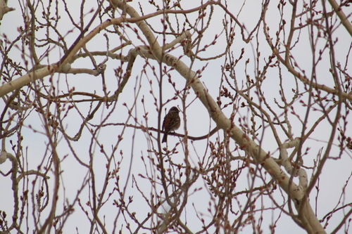 Pine Bunting (Emberiza leucocephalos), photo 7