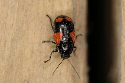 Black and Red Sumac Leaf Beetle photo 5