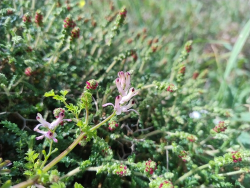 Judean Fumitory (Fumaria judaica)