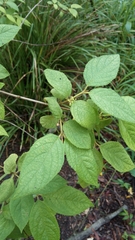 Callicarpa pedunculata
