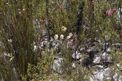 Edmondia