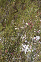Edmondia