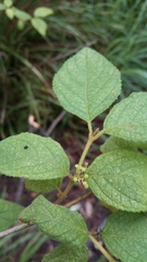 Callicarpa pedunculata