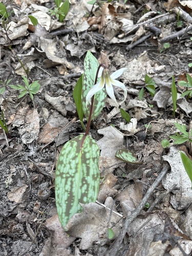 Dog's-tooth-violet