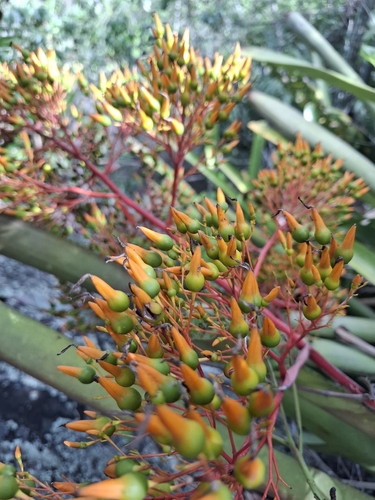 Aechmea leptantha, photograph 2