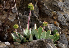 Crassula cotyledonis