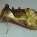 Diachrysia balluca - Photo (c) Jenn Forman Orth, μερικά δικαιώματα διατηρούνται (CC BY-NC-SA)