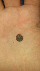 Helicodonta obvoluta