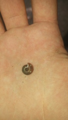 Helicodonta obvoluta