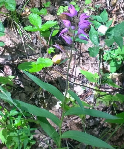 Red Helleborine (Cephalanthera rubra)