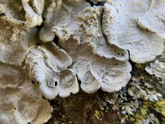 Crespoa crozalsiana