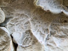 Crespoa crozalsiana
