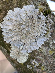 Crespoa crozalsiana