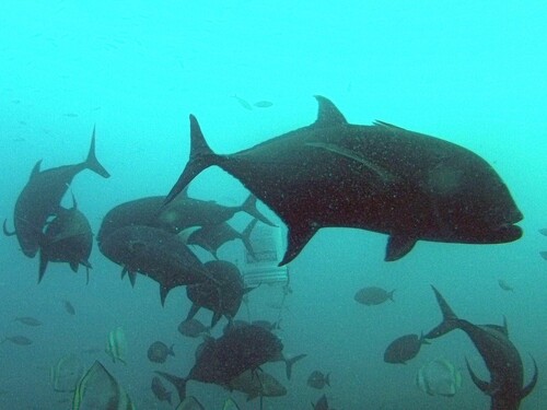 Giant trevally