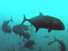 Giant trevally