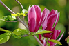 Lily Magnolia - Photo (c) m. m. v., some rights reserved (CC BY)