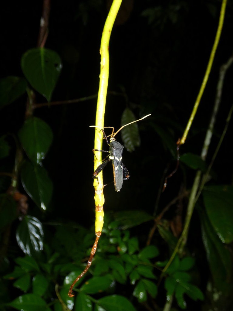 Moronopelios flavoantennatus