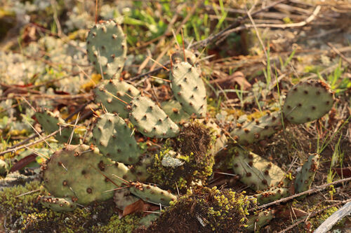 Ouachita Mountains pricklypear (Opuntia nemoralis)
