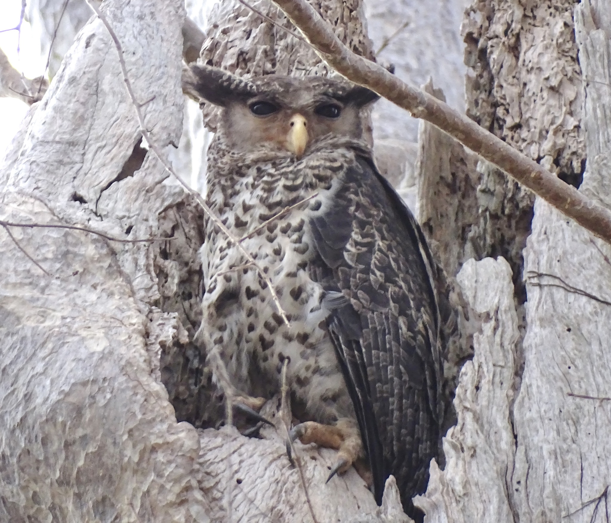 Spot-bellied Eagle-Owl (Ketupa nipalensis), photo 3