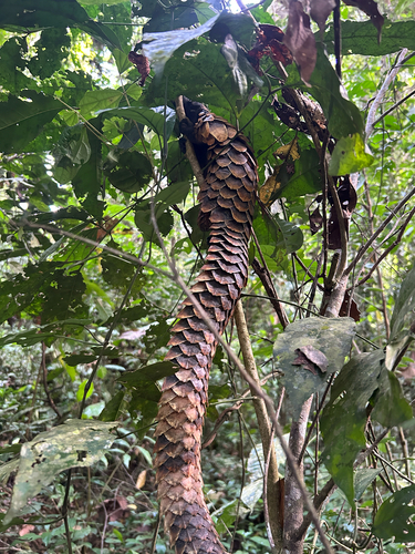 Black-bellied Pangolin