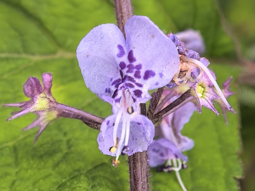pink fly bush (Plectranthus fruticosus)