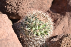 Mammillaria petrophila