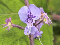 Plectranthus fruticosus, photograph author not stated, no rights reserved