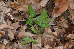 Hydrophyllum virginianum