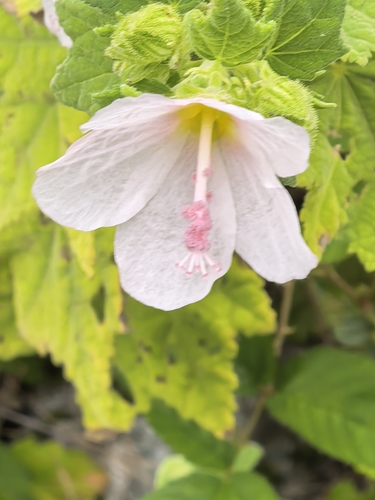 Pink Swampmallow (Pavonia columella)