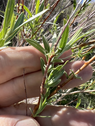 Narrowleaf Willow (Salix exigua)