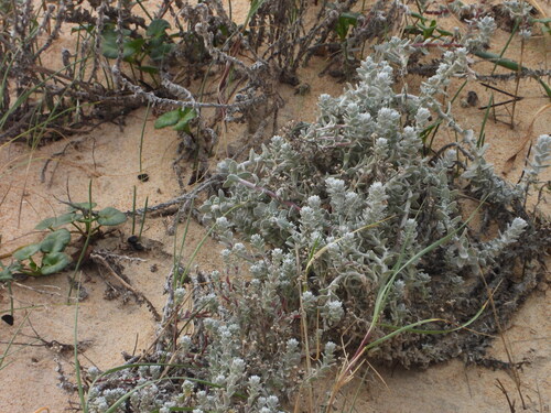 Cottonweed (Achillea maritima)