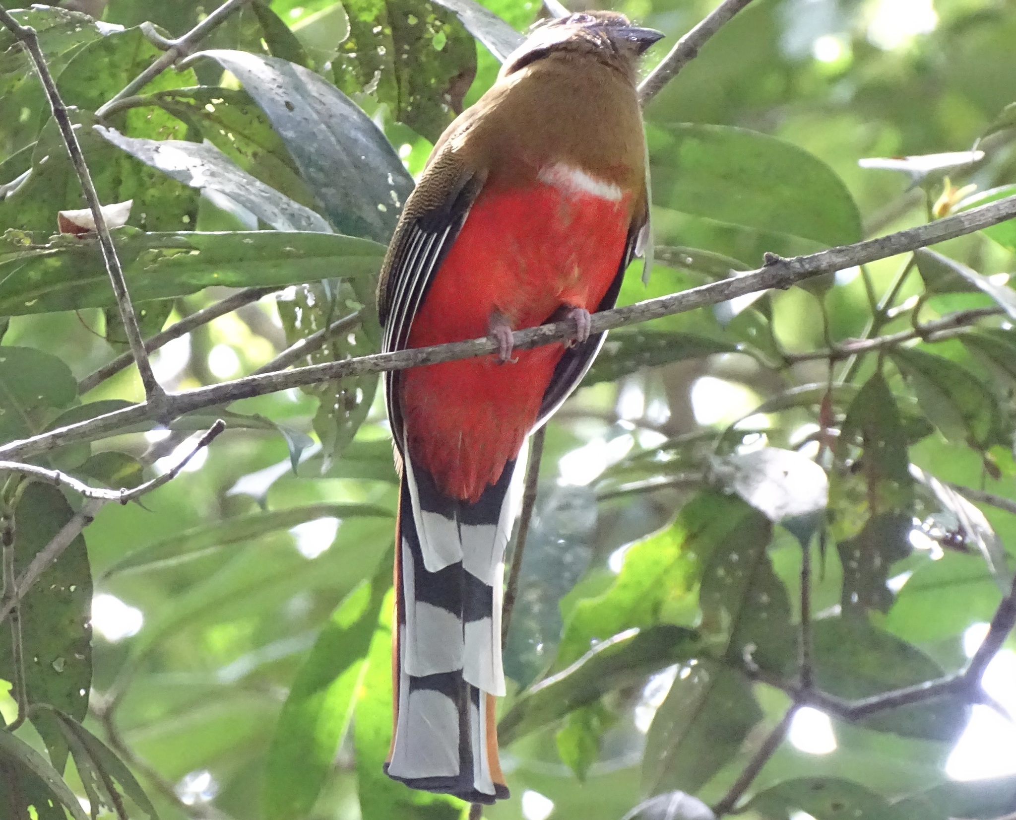 Red-headed Trogon (Harpactes erythrocephalus), photo 7