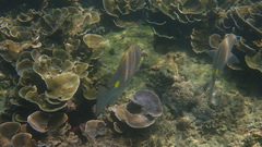 Siganus guttatus