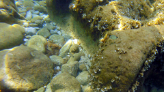 Diplodus
