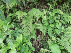 Macrothelypteris