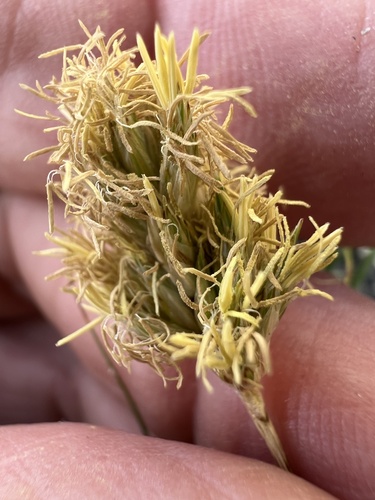 Douglas' sedge (Carex douglasii)