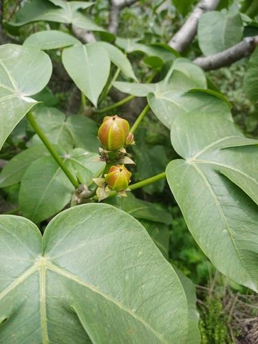 Jatropha macrantha Müll.Arg. 2