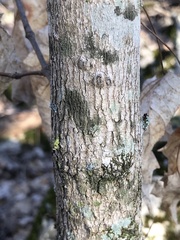 Acer leucoderme