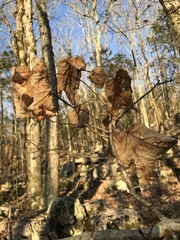 Acer leucoderme