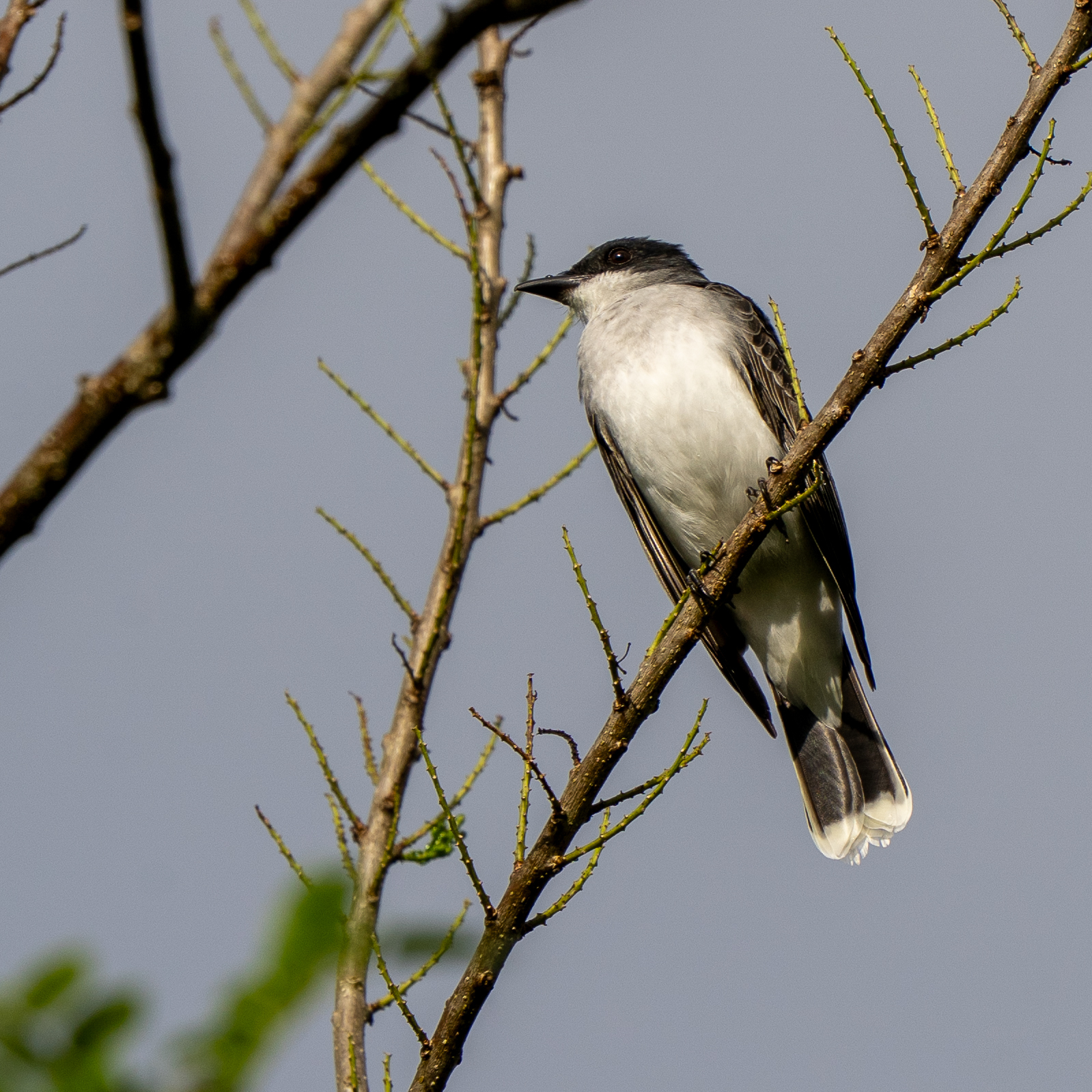 Eastern Kingbird (Tyrannus tyrannus), photo 1