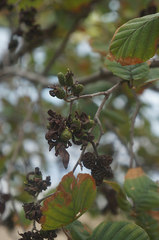 Taphrina robinsoniana