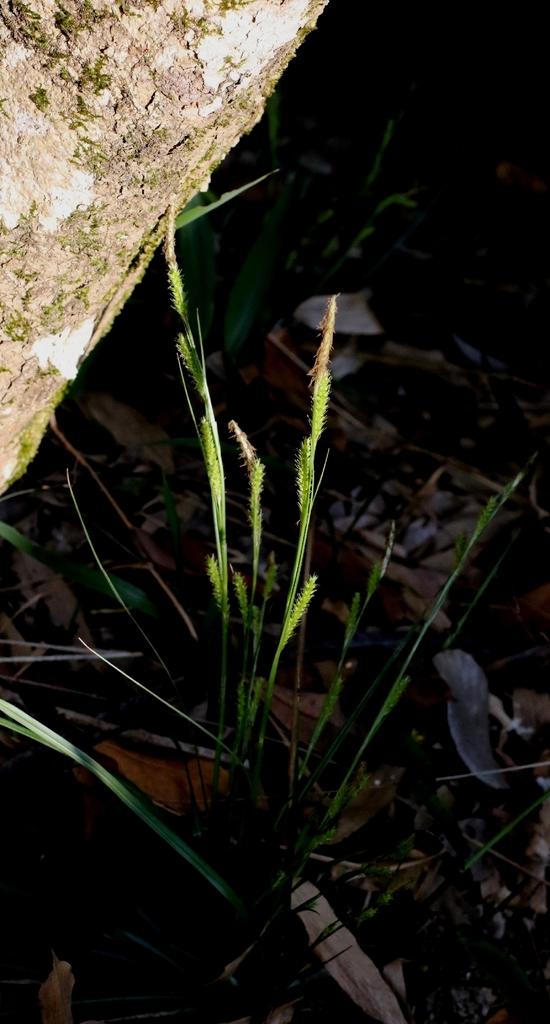 Carex ligata