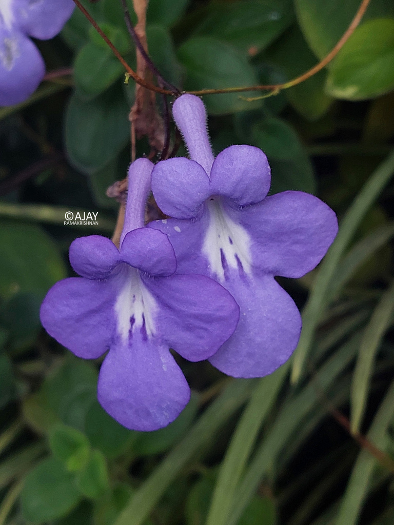 African Primrose from 18 Marina Gardens Dr, Gardens by the Bay ...