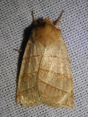 Pyreferra citrombra