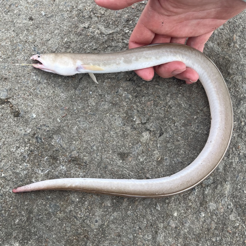 Dusky Snake Eel